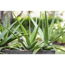 Yari Aloe Vera Gel 99.9%  2